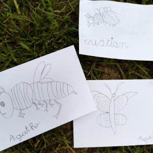 dessins des insectes pollinisateurs