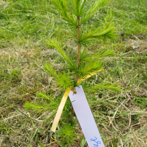 étiquette d'identification