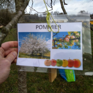 Fiche Pommier