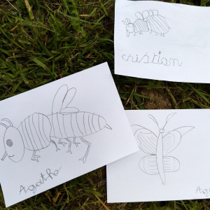dessins des insectes pollinisateurs